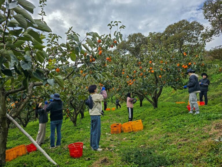 진주시+가을철+농촌+일손돕기+나서+(2).jpg.middle