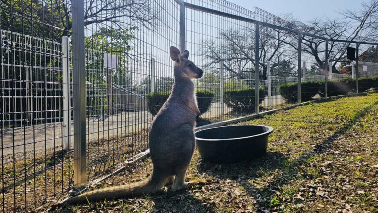 진주시+진양호동물원+새로운+가족이+합류!…10일부터+선보여+-+왈라루2.jpg.middle