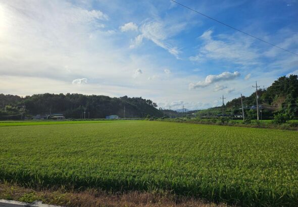 벼+재배+사진.jpg.middle