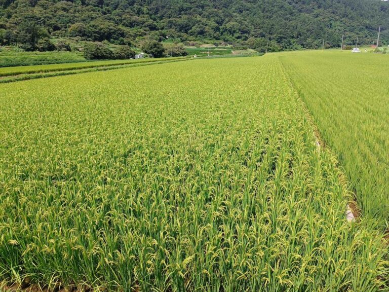 사천시,+친환경농산물+인증비용+전액+지원-친환경+벼+재배단지.jpg.middle