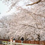 1.하동+벚꽃-1.jpg.middle