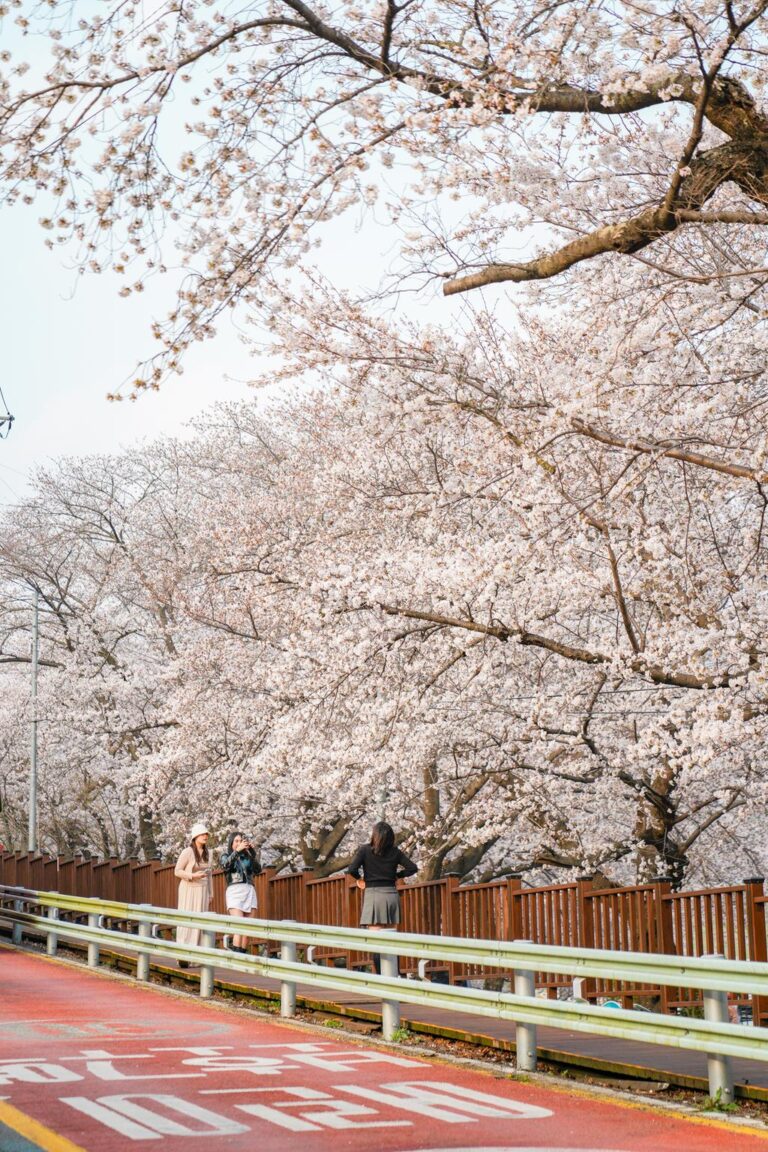 1.하동+벚꽃-1.jpg.middle