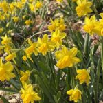 ‘월아산+숲속의+진주’+봄꽃+나들이+명소+‘활짝’.jpg.middle