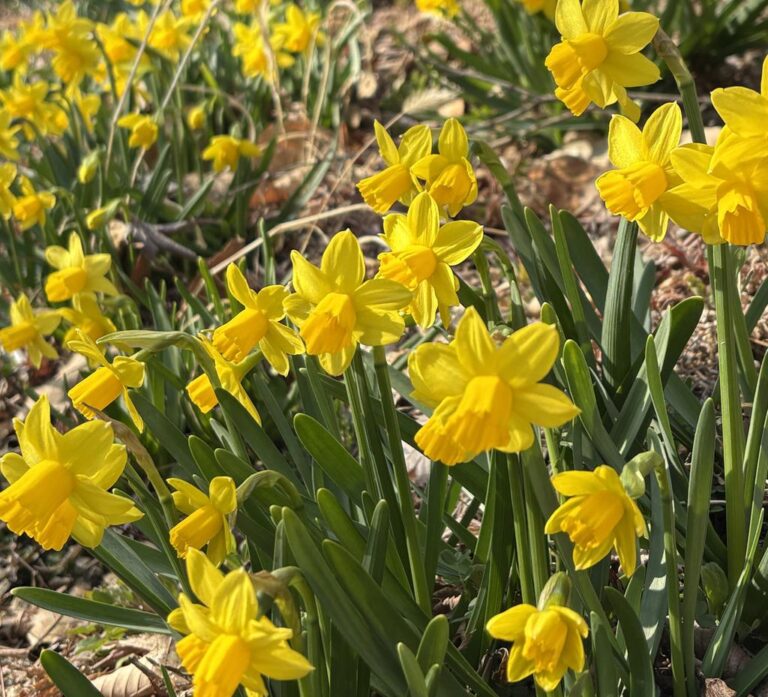 ‘월아산+숲속의+진주’+봄꽃+나들이+명소+‘활짝’.jpg.middle