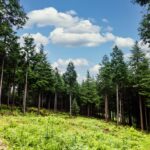 사천편백림，+봄맞이+무공해+쑥+캐기+무료+체험.jpeg.middle