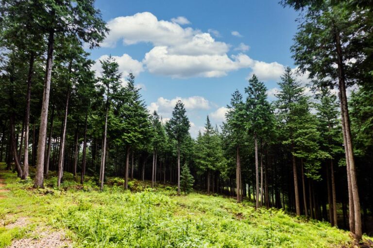 사천편백림，+봄맞이+무공해+쑥+캐기+무료+체험.jpeg.middle