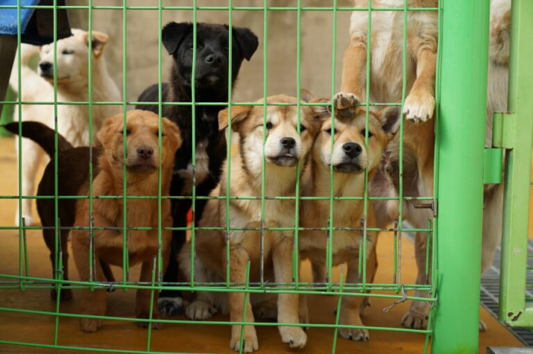 1.반려동물+지원+확대-1.JPG.middle