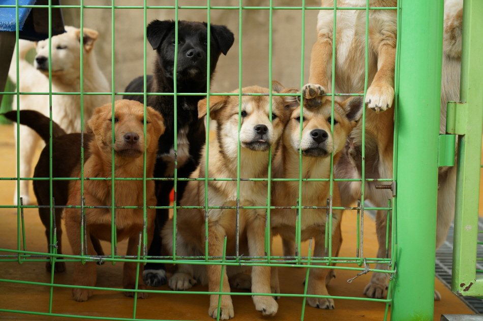 1.반려동물+지원+확대-1.JPG.middle