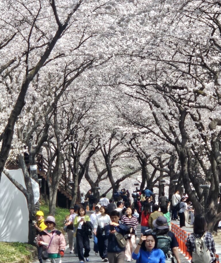 1.벚꽃축제-1.png.middle