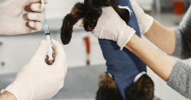 동물병원 마약류 관리 강화…프로포폴 오남용 차단 나선다 [천지인뉴스]