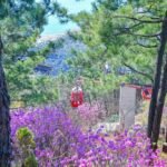 각산진달래와케이블카1.jpg.middle