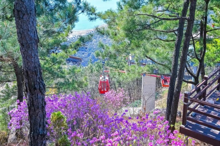 각산진달래와케이블카1.jpg.middle