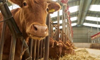 축산업계 에너지 비용 절감 박차, 농식품부 ‘재생에너지 전환’ 지원 강화 [천지인뉴스]