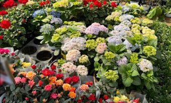 가정의 달 앞두고 화훼류 원산지 단속 강화…소비자 피해 차단 [천지인뉴스]