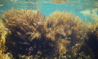 동해안에서 사라진 해양보호생물 삼나무말의 기록과 기후위기의 경고 [천지인뉴스]