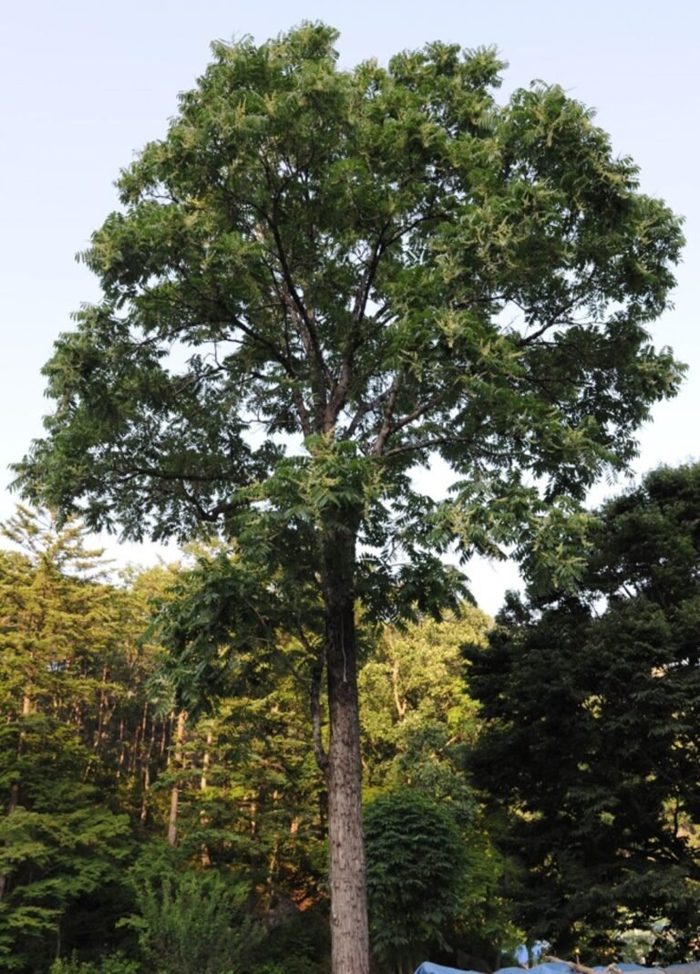 참죽나무 전체 수형