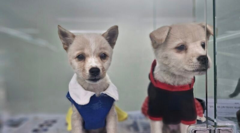 “지금 등록하면 과태료 면제!” 경남도, 반려견 동물등록 자진신고 운영[천지인 뉴스]