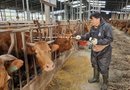 진주시, 소·염소 ‘구제역 예방백신 일제 접종’ 실시[천지인 뉴스]