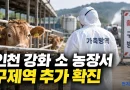[천지인뉴스] 인천 강화 소 농장서 구제역 추가 확진…올해 13번째, 전국 방역 강화