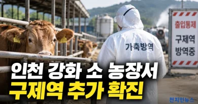 [천지인뉴스] 인천 강화 소 농장서 구제역 추가 확진…올해 13번째, 전국 방역 강화