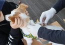 진주시, ‘하반기 개 광견병 무료 예방접종’ 실시[천지인 뉴스]